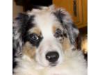 Australian Shepherd Puppy for sale in Lake Arrowhead, CA, USA