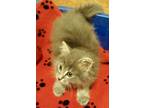 Clover Domestic Mediumhair Kitten Female