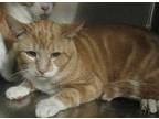 Tigger Domestic Shorthair Adult Male