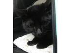 Venus Domestic Shorthair Young Female