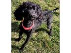 Adopt Millie a Poodle