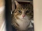 Kendall Domestic Shorthair Adult Male