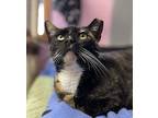 Olive Domestic Shorthair Adult Female