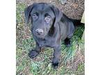 Max Labrador Retriever Puppy Male