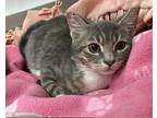 Buster Domestic Shorthair Young Male