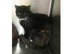 Knox Domestic Shorthair Adult Male