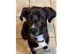 Adopt Peanut a Mixed Breed