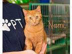 Nami Domestic Shorthair Young Female