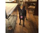 Adopt Opal a German Shepherd Dog