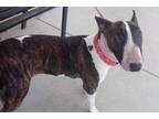 Adopt LISA a Bull Terrier