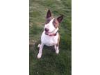 Adopt HAPPY a Bull Terrier