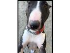 Adopt OLIVIA a Bull Terrier