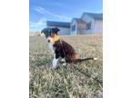 Adopt Prada a Australian Cattle Dog / Blue Heeler, Australian Shepherd