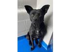 Adopt Bertha a Shepherd