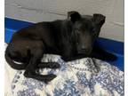 Adopt Princess a Black Labrador Retriever