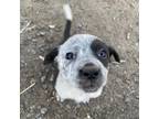 Adopt Sequoia a Labrador Retriever, Cattle Dog