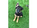 Adopt Nova a German Shepherd Dog