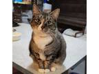 Adopt Martha a Domestic Medium Hair