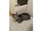 Adopt Prima a Domestic Short Hair