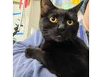 Adopt Feathers a Domestic Short Hair