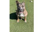 Adopt Stich a Pit Bull Terrier