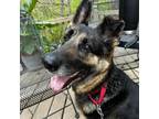 Adopt Gabby a German Shepherd Dog