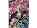 Adopt Mela a Yorkshire Terrier