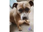Adopt Apple a Pit Bull Terrier, Mixed Breed