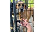 Adopt GT a Black Mouth Cur