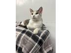 Adopt FALINE a Dilute Calico