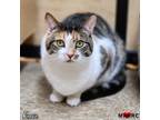 Adopt Reesie a Domestic Short Hair