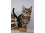 Adopt McGonagall a Domestic Short Hair