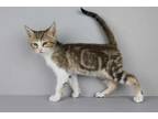 Adopt Trelawney a Domestic Short Hair