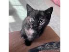 Adopt Ravioli a Domestic Short Hair