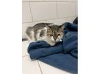 Adopt Duo Zora et Mlia a Domestic Short Hair