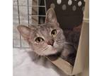 Adopt Kavach a Domestic Short Hair