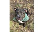 Adopt Isabella (Sweet NY Angel) a Pit Bull Terrier