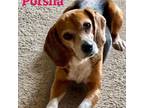 Adopt PORSCHE a Beagle, Hound