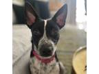 Adopt ANNA a Cattle Dog