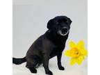 Adopt Heidi a Labrador Retriever