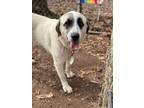 Adopt Fergie a Anatolian Shepherd, Great Pyrenees