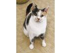 Adopt Tiffany a Calico