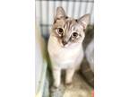 Adopt Celeste a Siamese