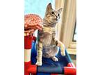 Adopt Betty White a Domestic Short Hair