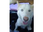 Adopt Sasha a Siberian Husky