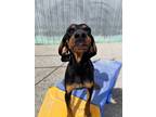 Adopt Blossom a Black and Tan Coonhound