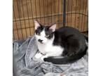 Adopt Vhagar a Tuxedo