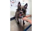 Adopt Glinda a Cairn Terrier