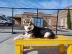 Adopt Nova a German Shepherd Dog, Siberian Husky