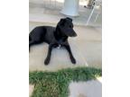 Adopt Pepper **COURTESY LISTING a Black Labrador Retriever